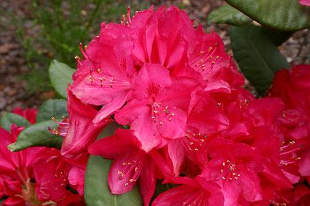 Rododendrony wielkokwiatowe AMERICA karminowoczerwony